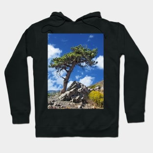 A Lonely Pine Tree Hoodie